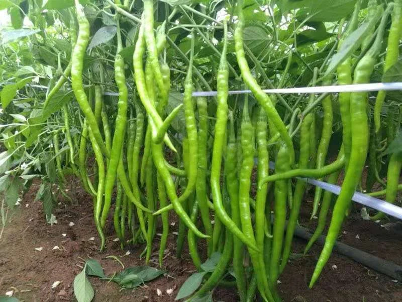 川塔 精品美线111 薄皮早熟高产连续坐果能力强