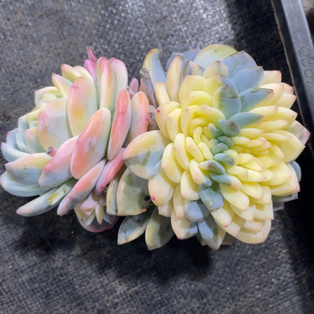 8****梦露宽锦缀肉哥发货