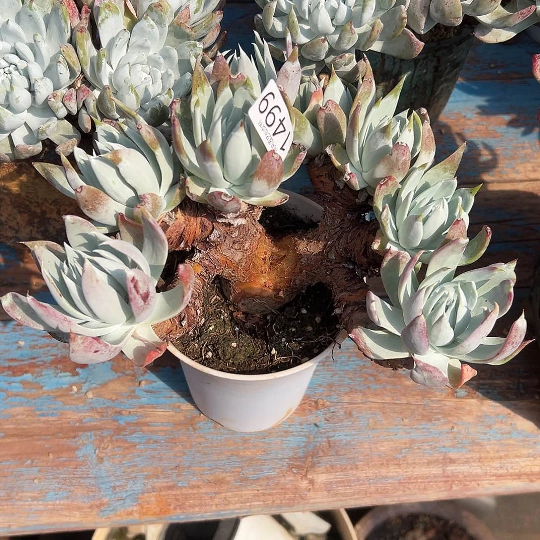 漠然衣仙女杯多肉处理