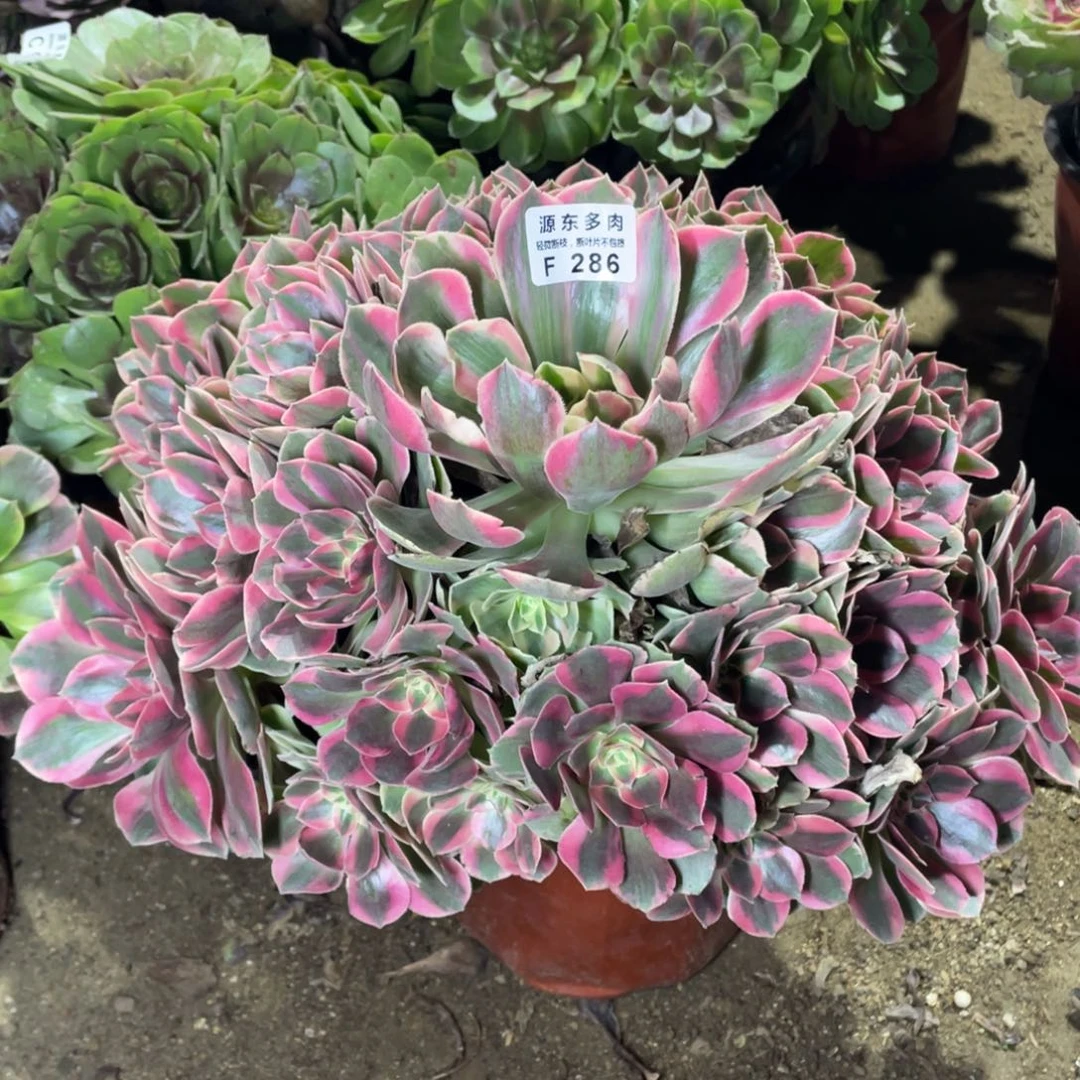 286爱女妖多肉法师断枝不包