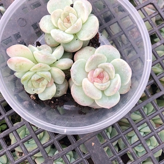 097紫烟饭盒三颗小