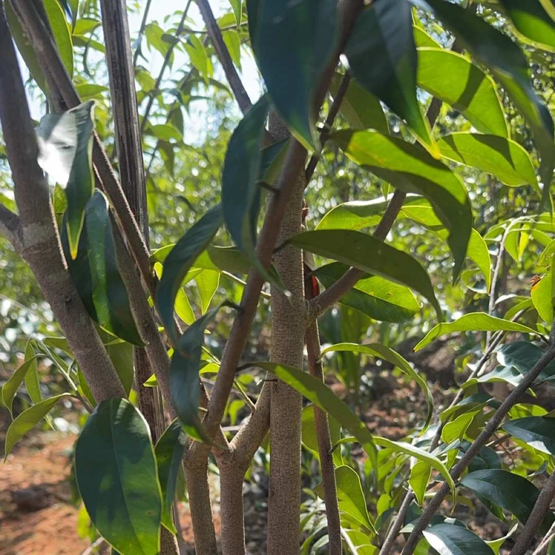 海南小叶树心油芽条现剪现发