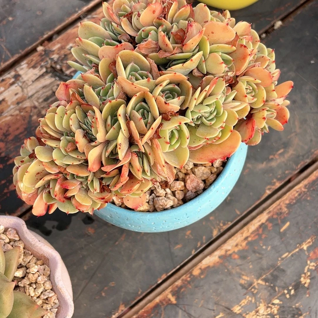 张*亿多肉植物一物一拍