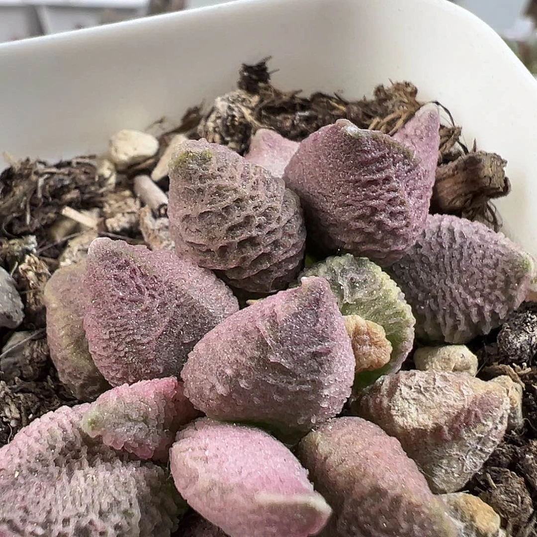 茶 融化纹冰激凌多肉植物