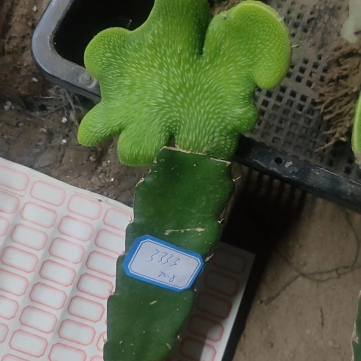 @***物仙人球青蛇缀化3333