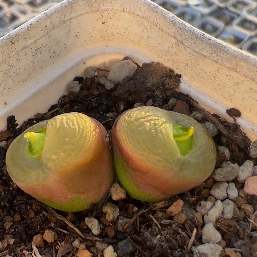 169多肉植物百科植物