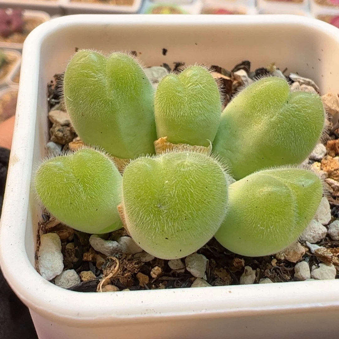 086多肉植物组合