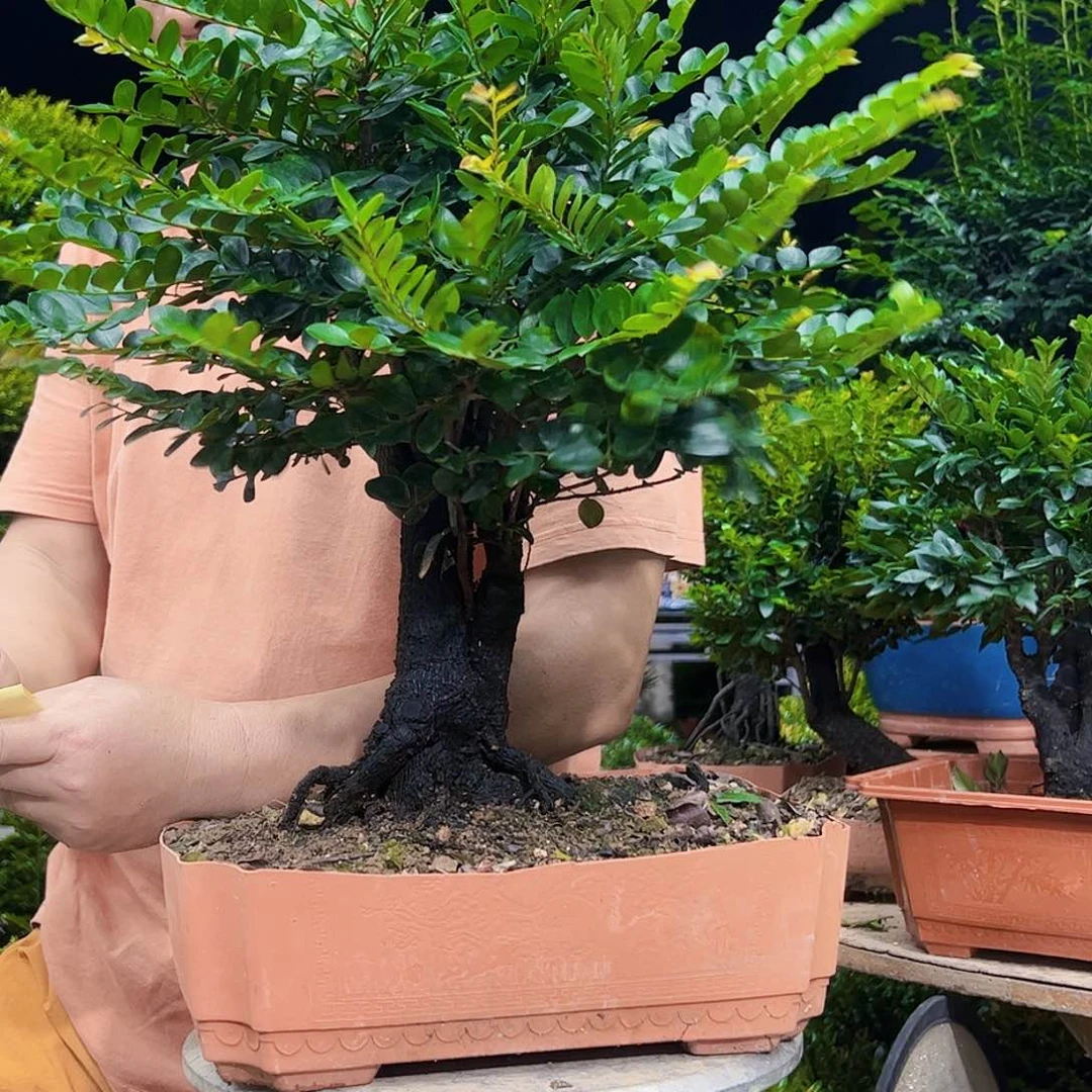 无花朵韦*广东小叶紫檀