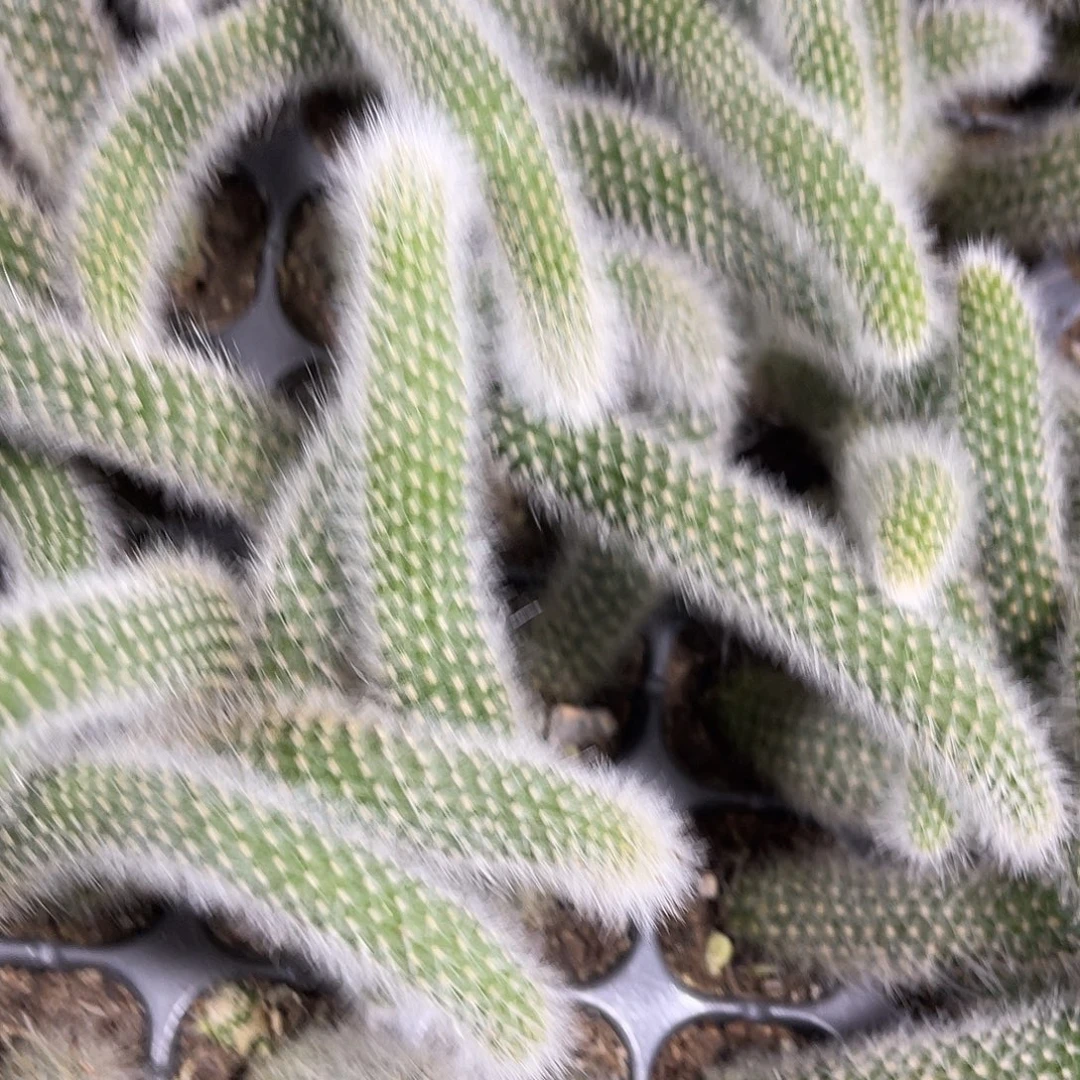 精品九尾狐多肉植物