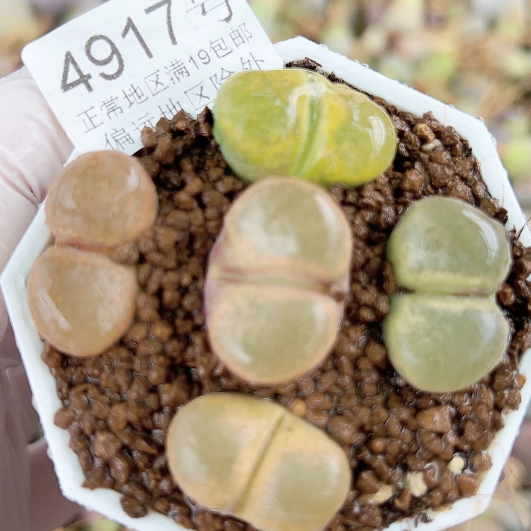4917七年风铃玉巨无霸5个2-2.5cm