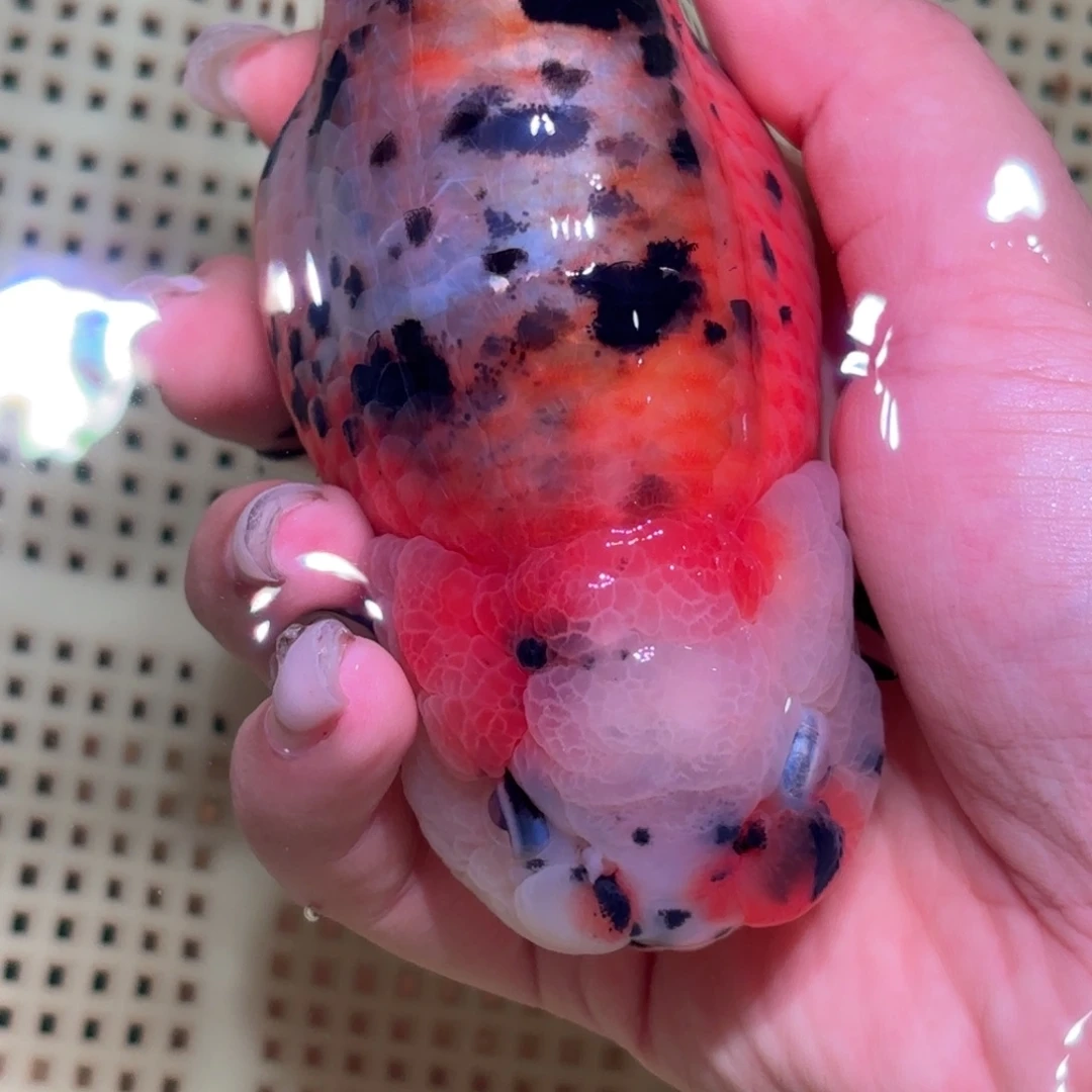 夏***季金鱼不拍包装运费到付