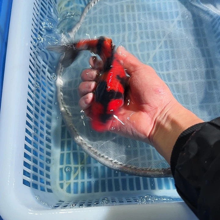 海水鱼锦鲤锦鲤锦鲤