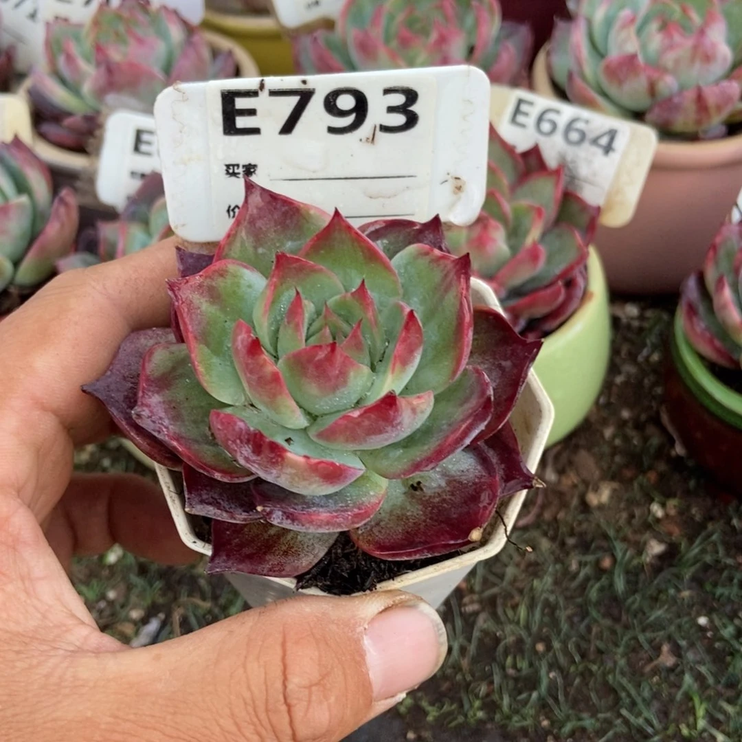 惊鸿一瞥793号楼多肉