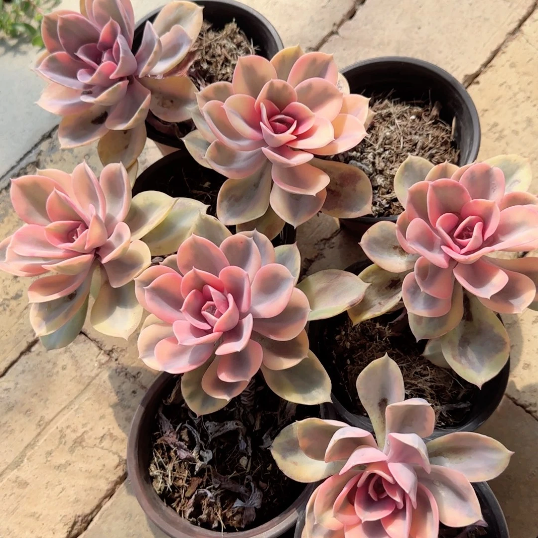 无花朵彩虹大单头