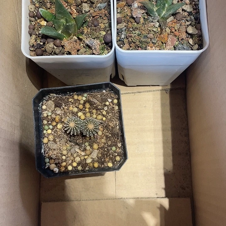 实生博叶花笼龙牙2颗
