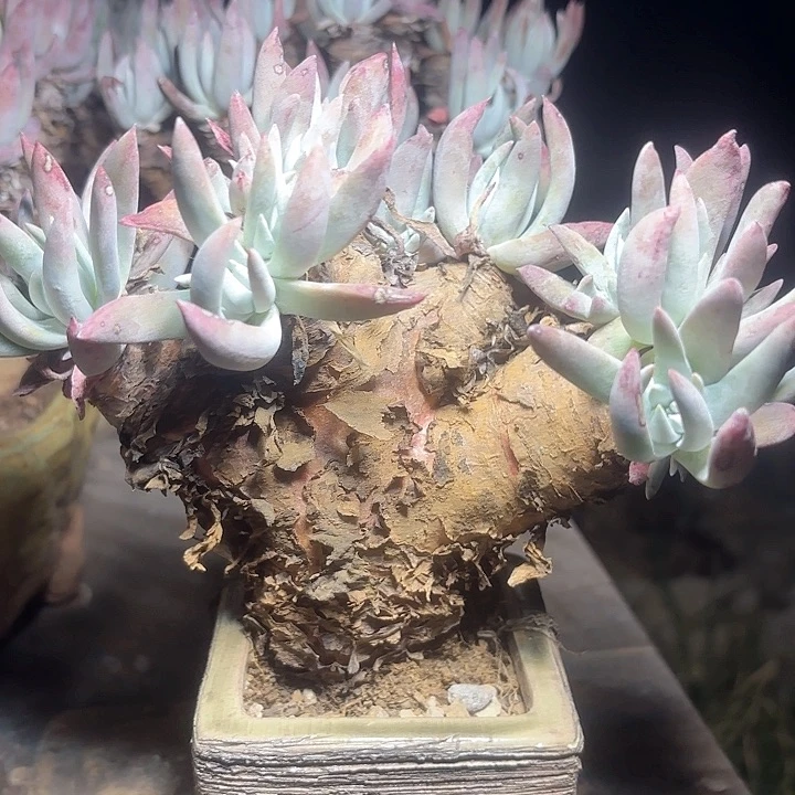 仙女杯多肉植物提取