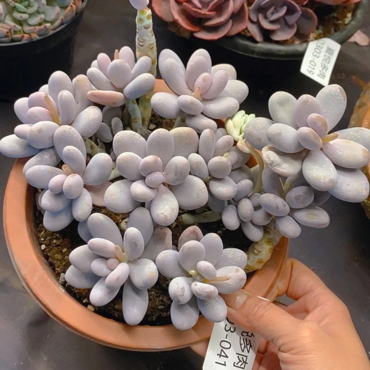 夏悦多肉0303-41奶酪