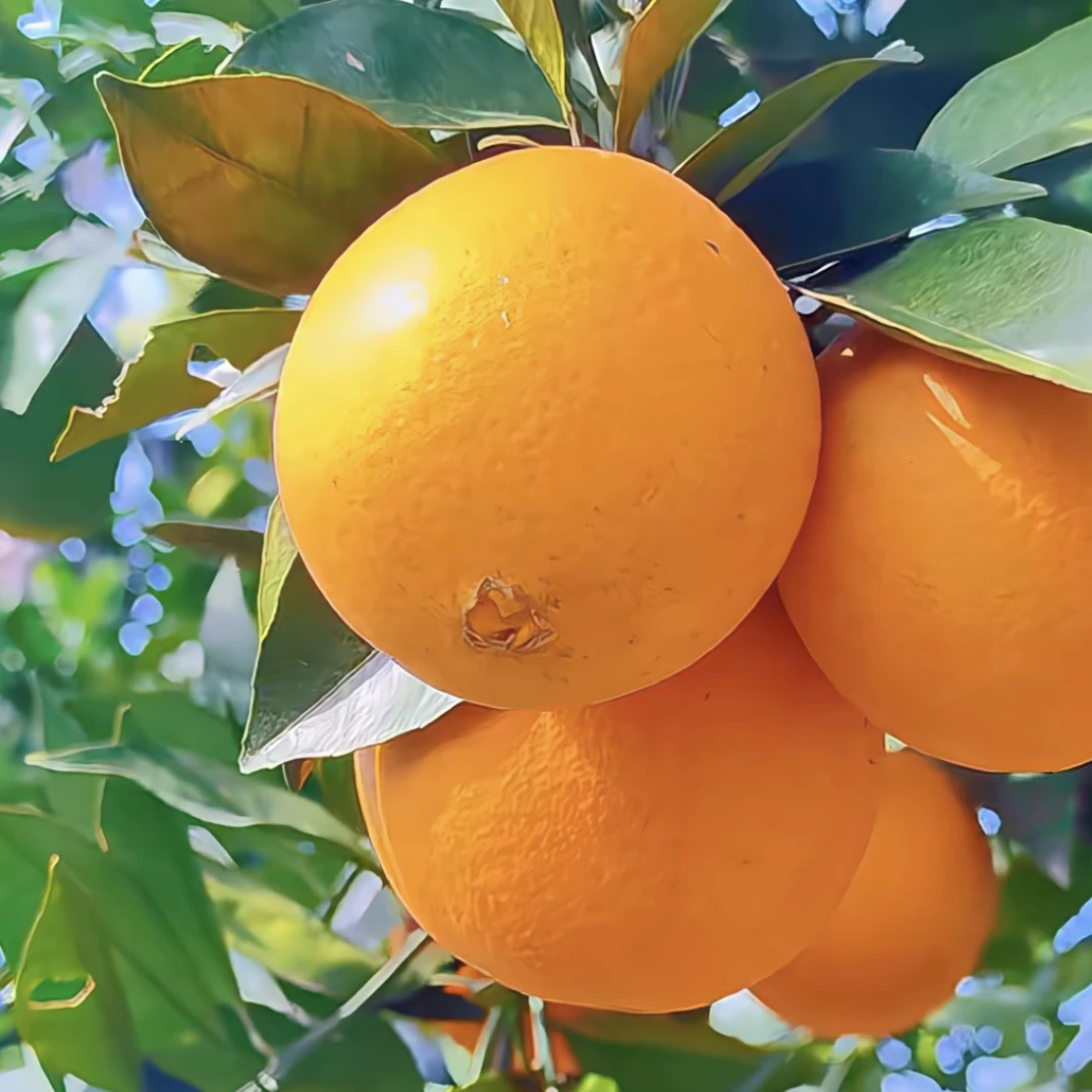 【正宗赣南脐橙】新鲜采摘原产地直发5斤橙香味浓郁皮薄