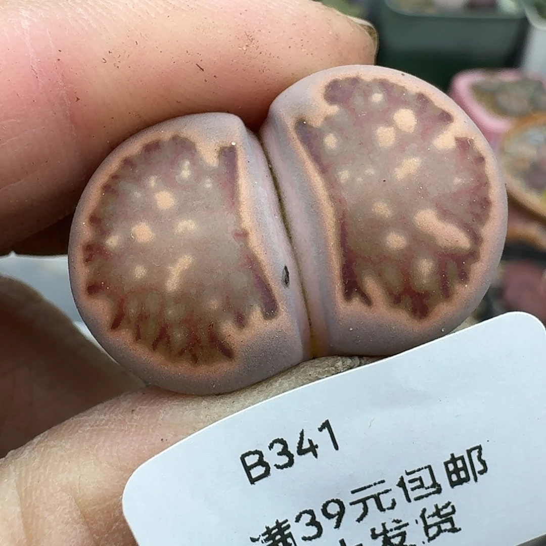 341多肉哈哈哈哈哈哈哈