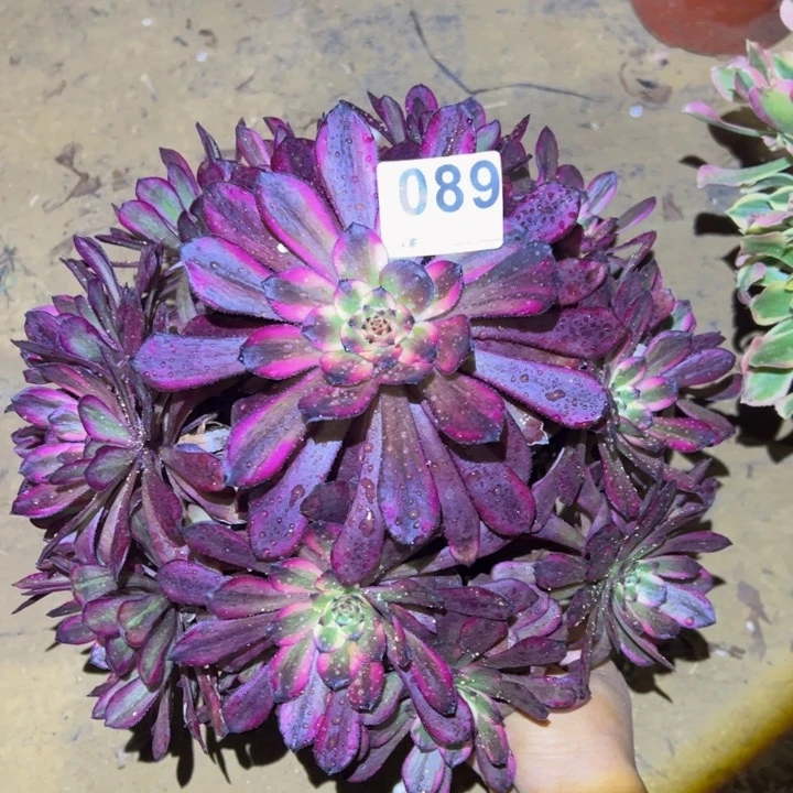 红金刚多肉植物089