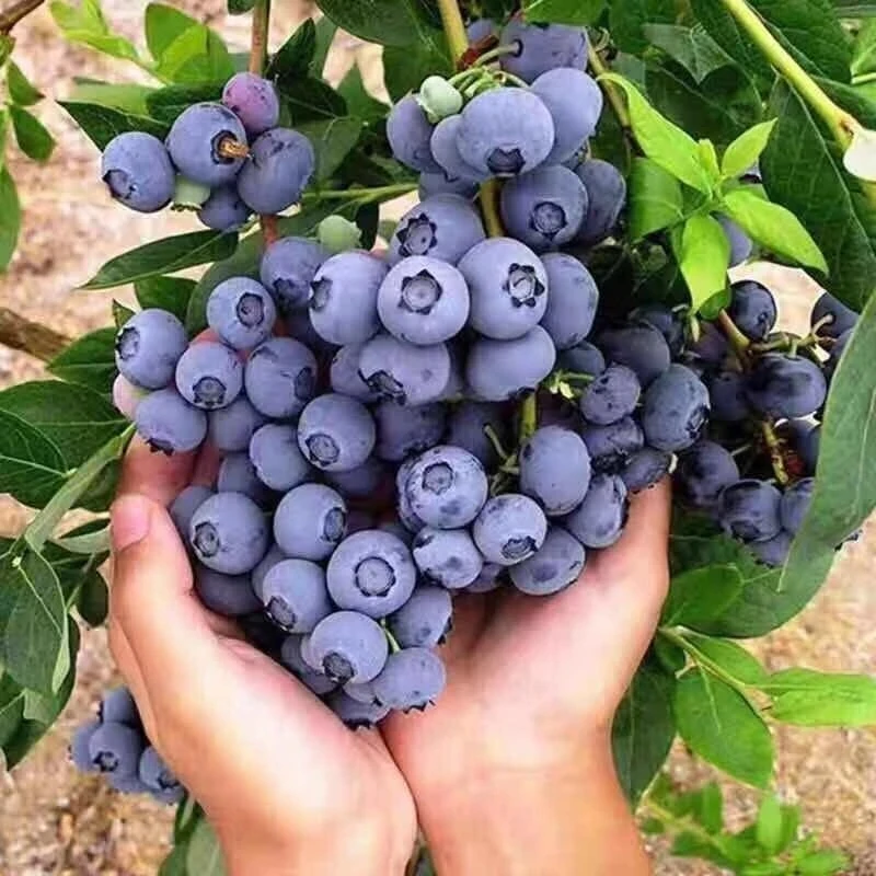 一物一拍蓝莓树苗花香蓝莓盆栽地栽南方北方种植