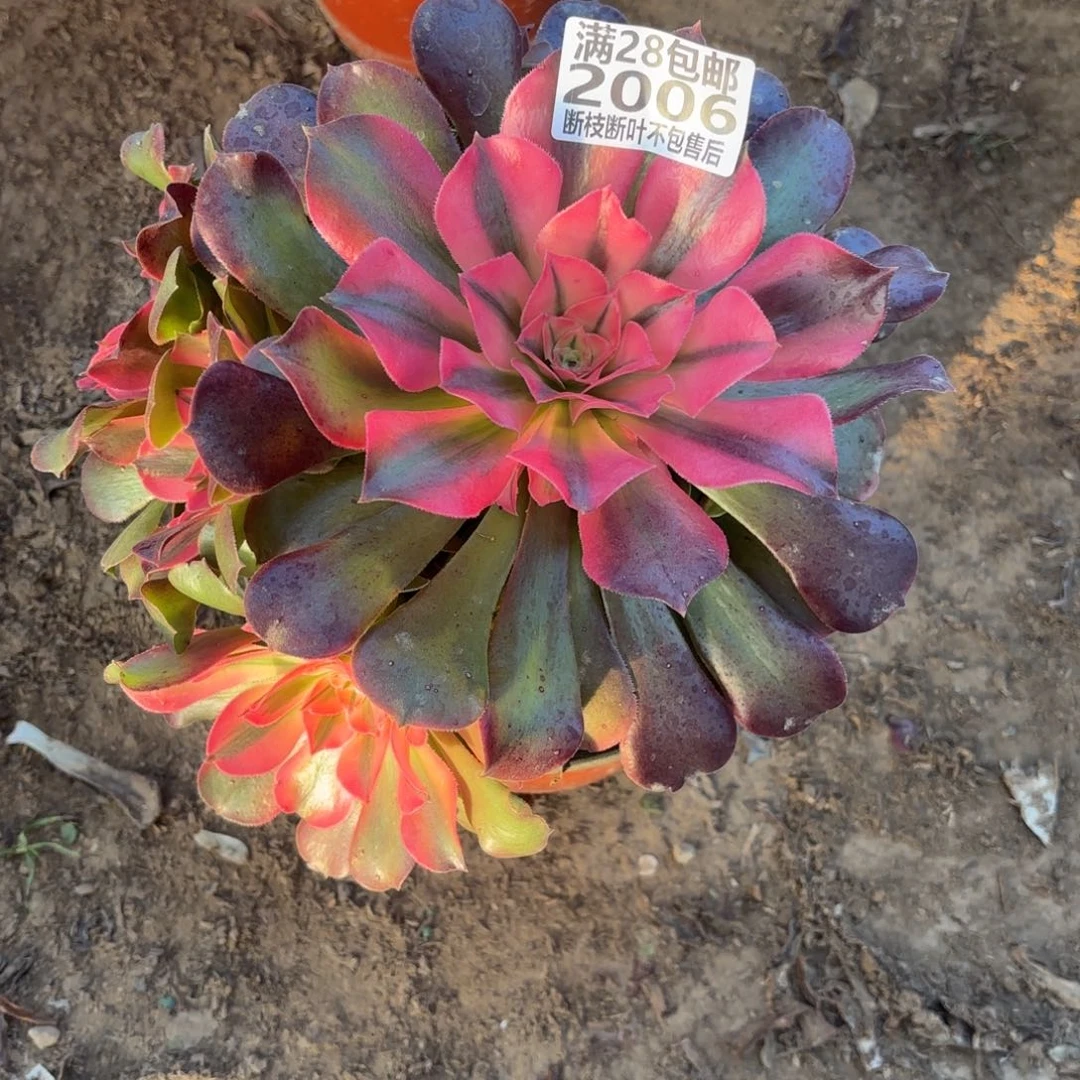 M. 2006香妃多肉酱，cade