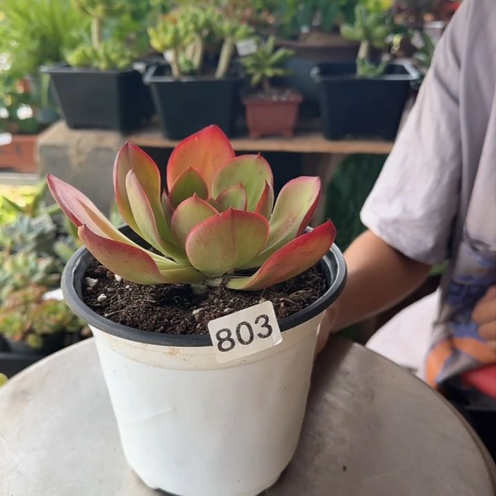 803号 一物一拍 一物一拍