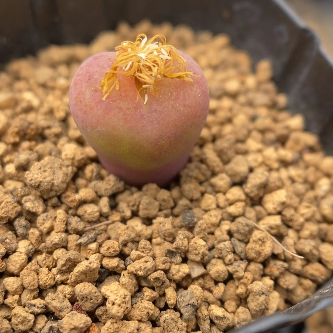 多肉植物肉锥杂交K-3574 风铃杂柠檬薄荷糖