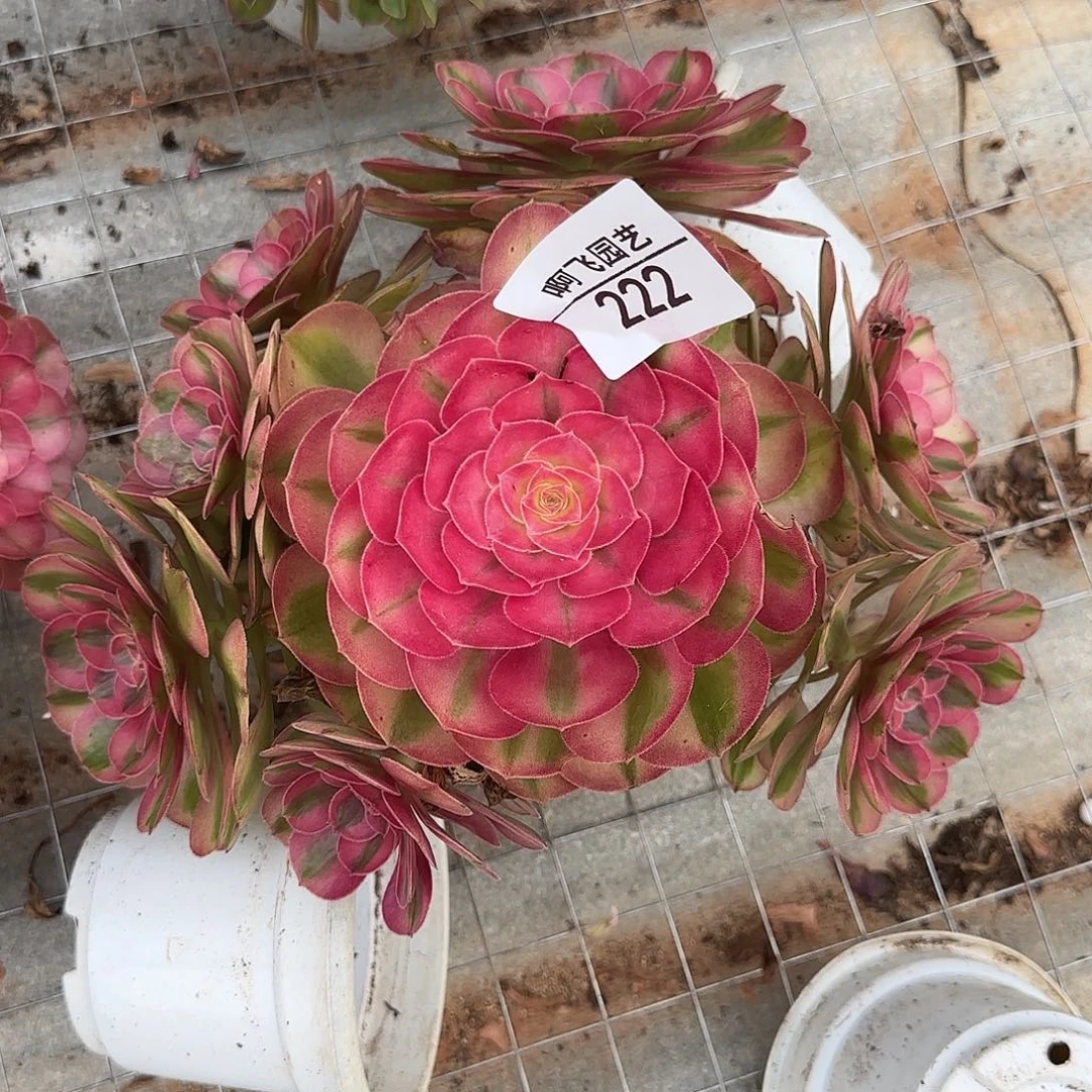 222多肉 无根荔枝捧花