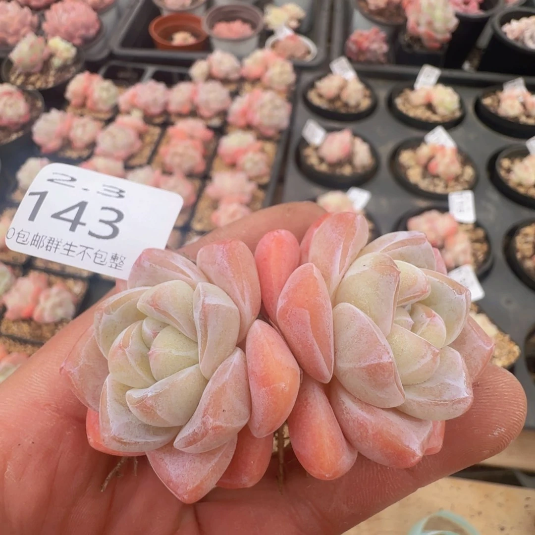 冰玉双头一颗脱土发货