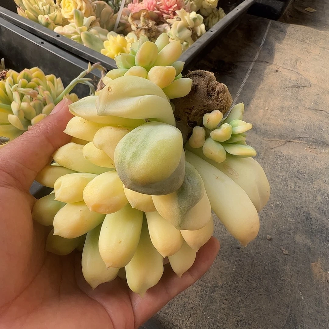 如***澜多肉植物多肉植物