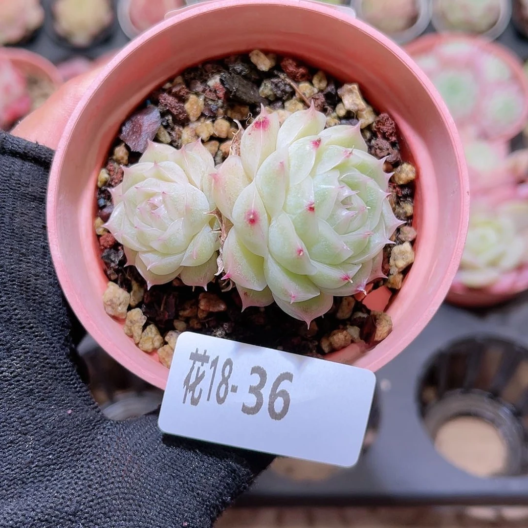 花18-36麦秆双头