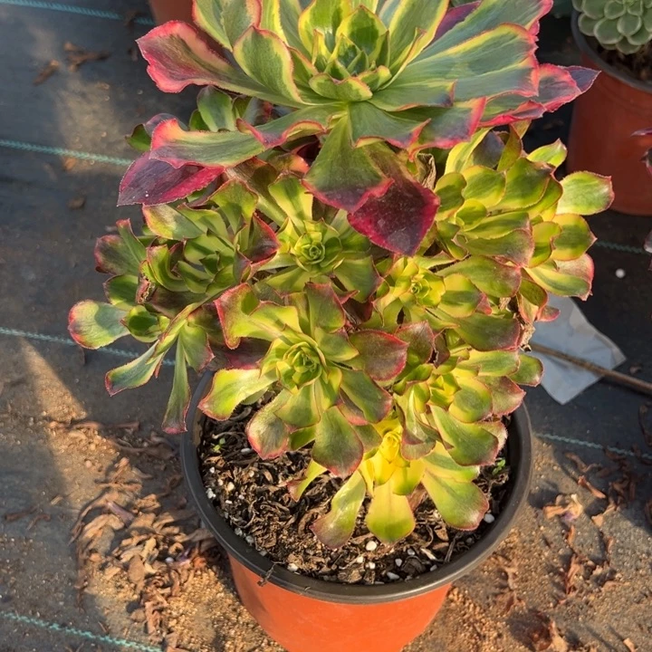 一***码魅影多肉植物花花