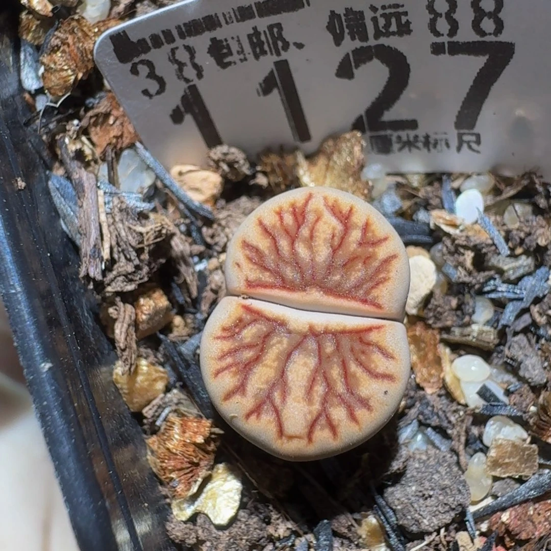 Zzzz精品生石花1127