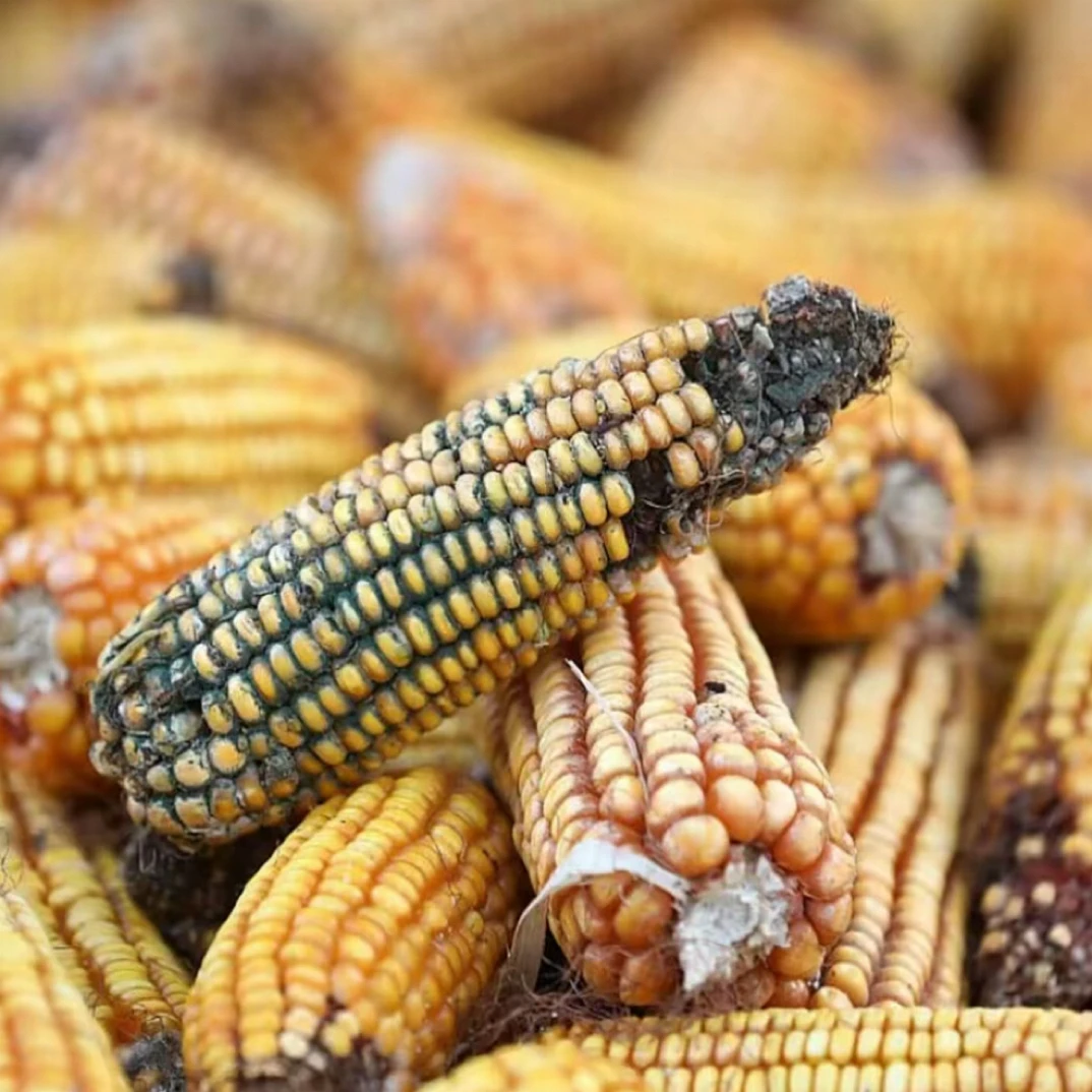 玉米防止霉变解决方案叶面肥