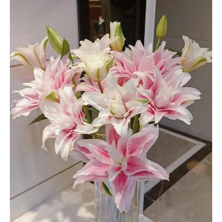 伊莎贝拉重瓣百合8-10朵