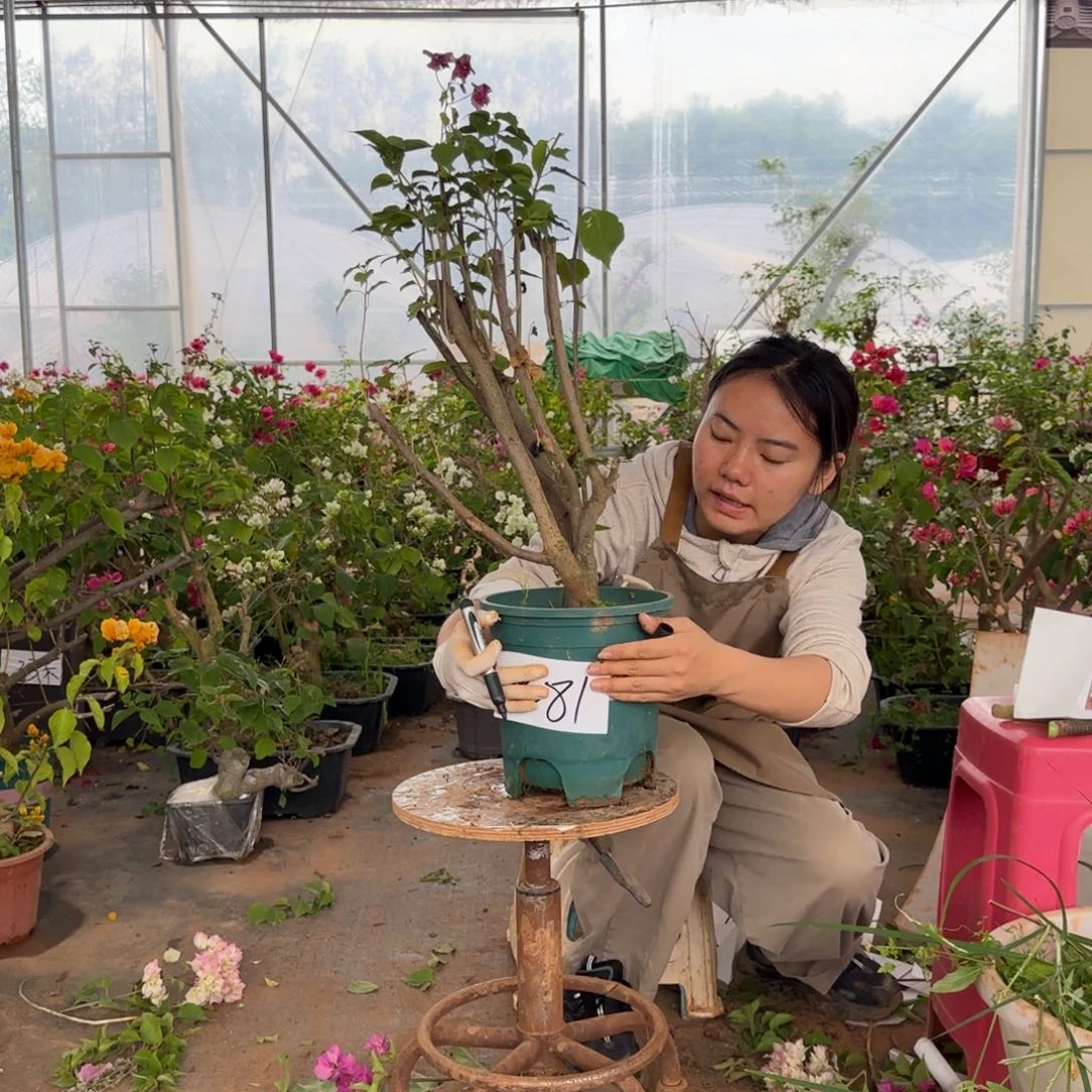 大部分花苞少量开放重瓣粉 81脱