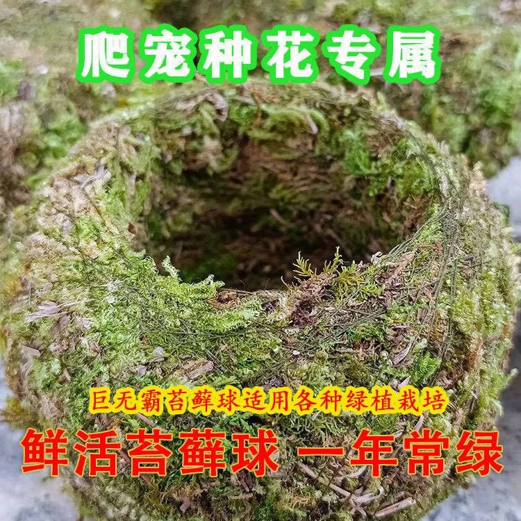 苔藓球植物创意花盆蝴蝶兰石斛种植微景观青苔盆栽趣味家保湿绿色