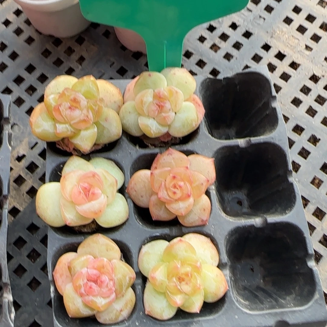 114特哈哈哈哈哈哈哈哈