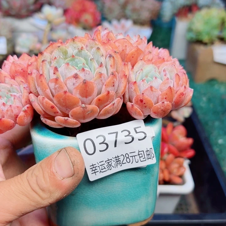 幸运的是我还没遇到