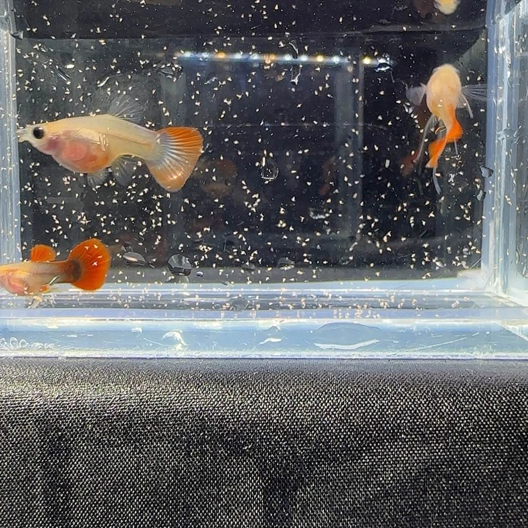 孔雀鱼关注主播可以竞拍