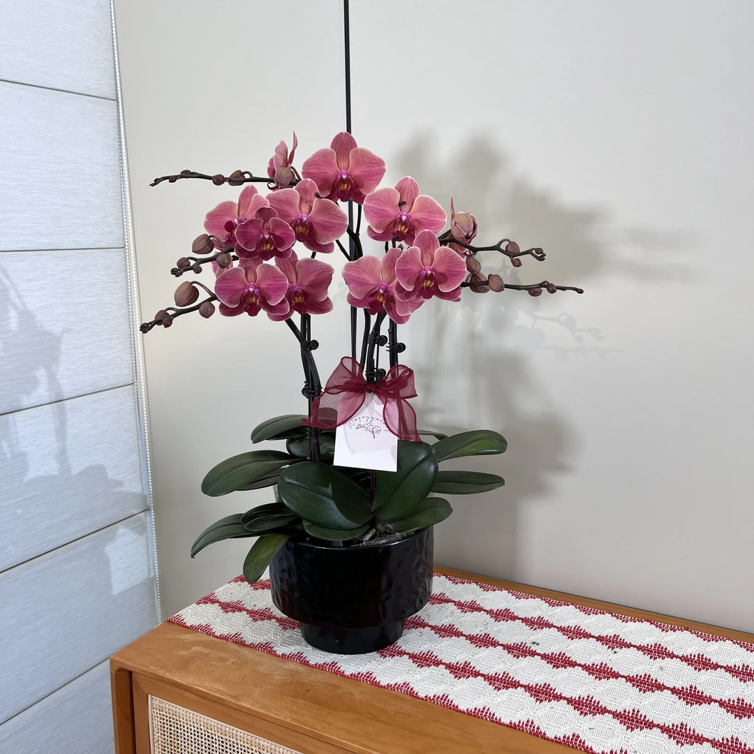 【纳博纳】橙色蝴蝶兰高端鲜花绿植花卉礼品花绿植送朋友亲戚