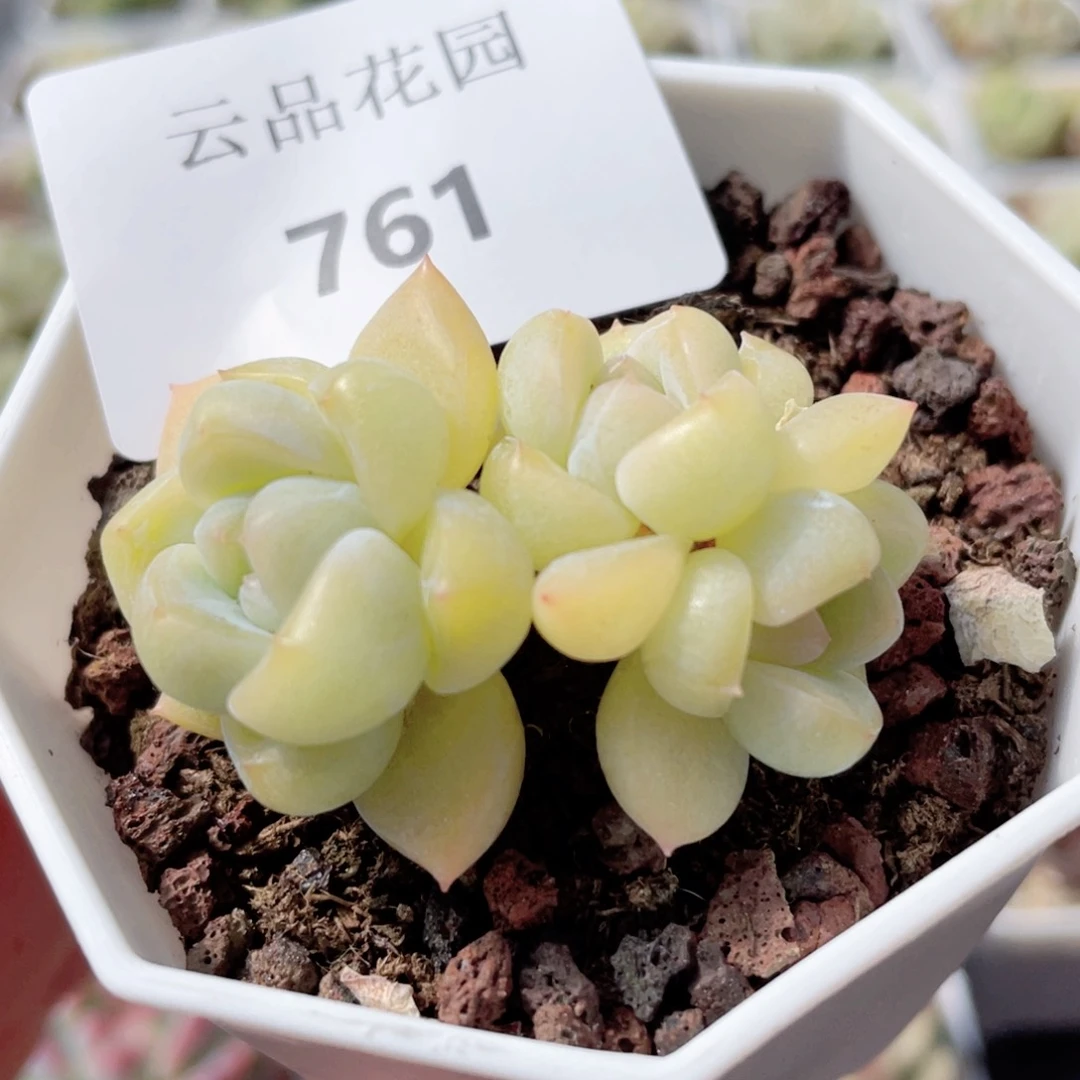 761号糖心冰心珍妮