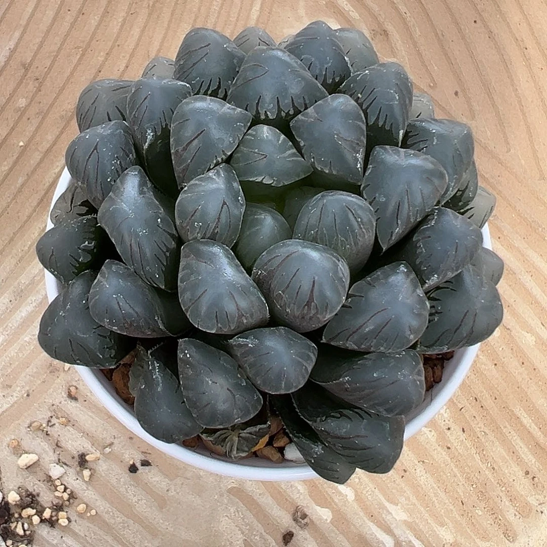 孔明灯常念11111111