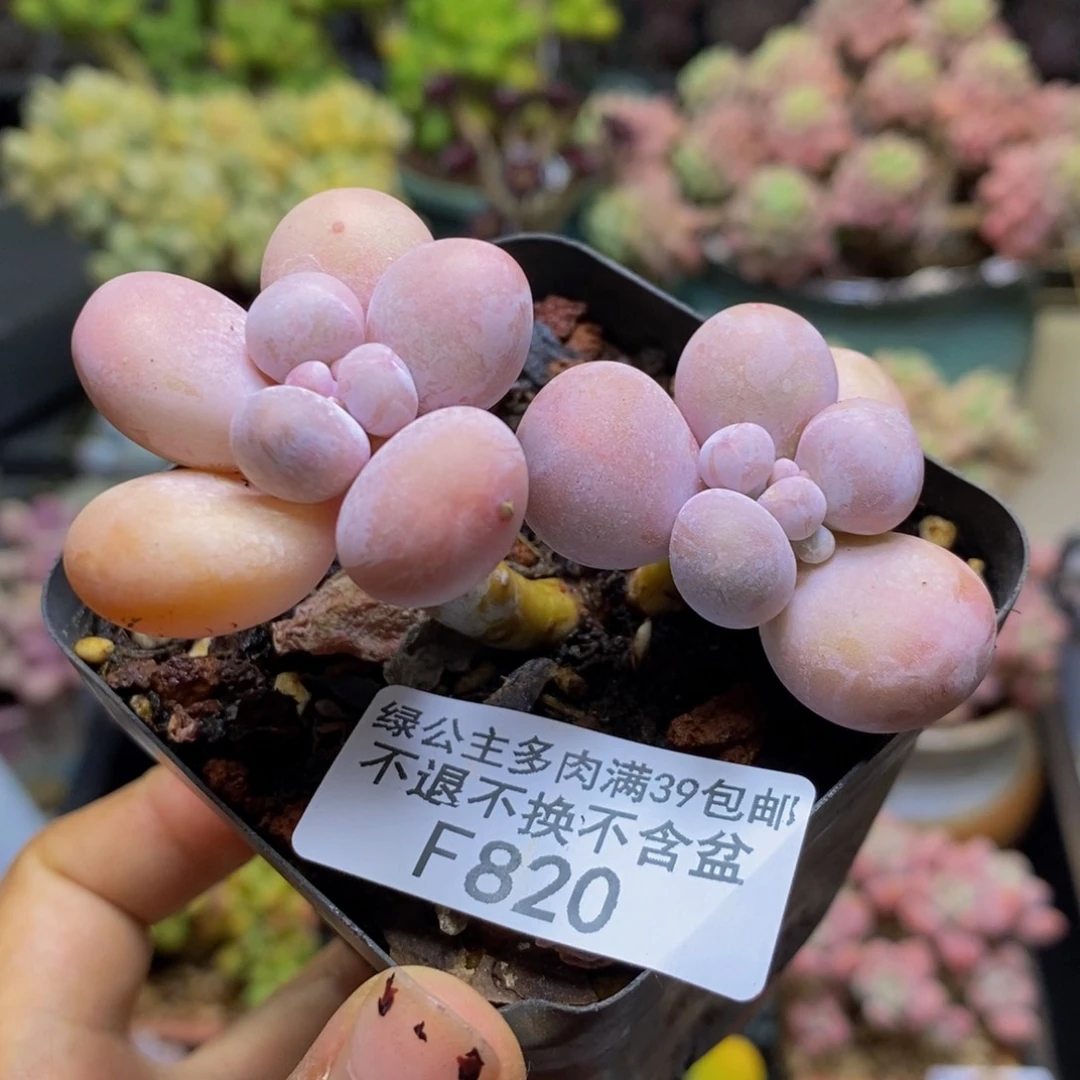 820橙奶多肉肉5c m