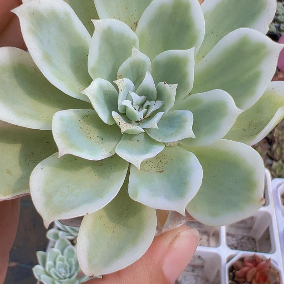 柠檬玫瑰锦19包邮多肉