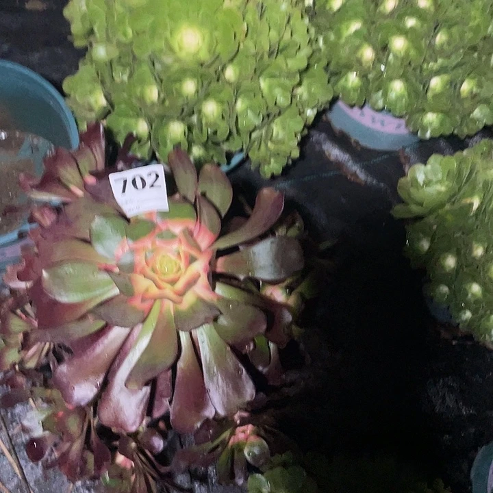 会***人702巫毒锦3-19花花