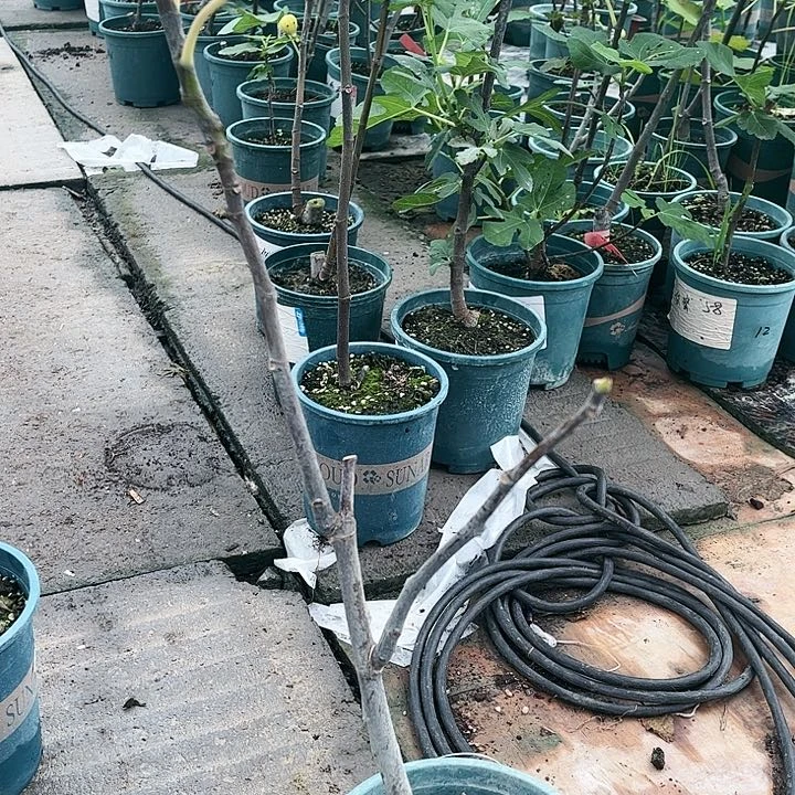 无花朵握***沙十级福利，日紫