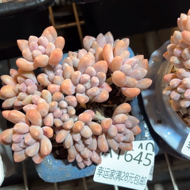 幸运的是我的朋友们