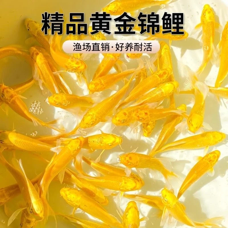 锦鲤金鱼黄金色龙凤招财鱼风水鱼淡水好养耐活冷水鱼苗活体观赏鱼